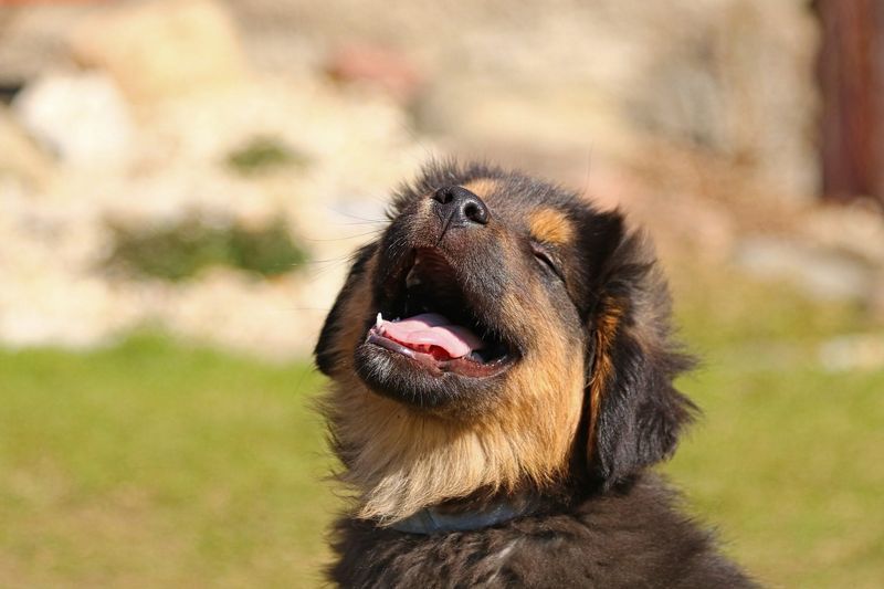 puppy lachen grappige hond
