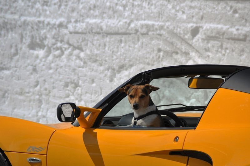 hond in sportwagen
