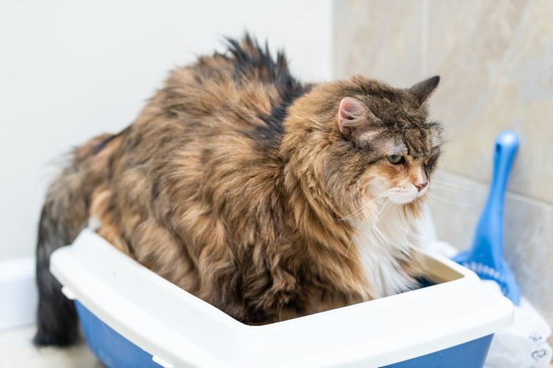 Maine coon katt stor med kattlåda