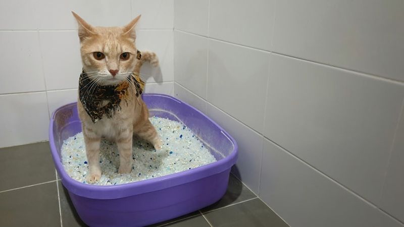 en ung katt som använder en kattsandlåda av kiseldioxid