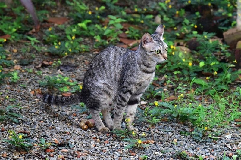 katt bajsar utanför