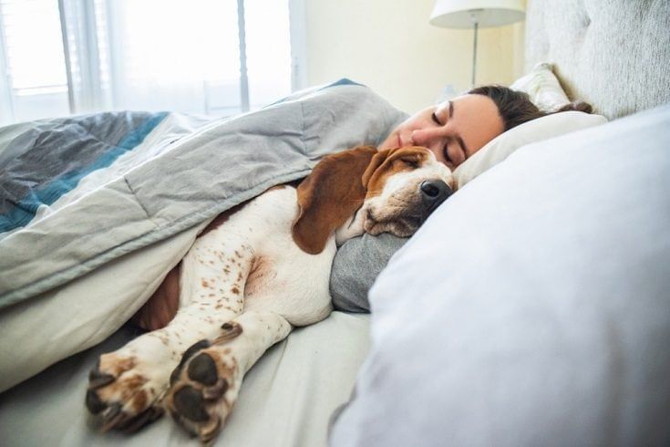 Schlafen mit Hund
