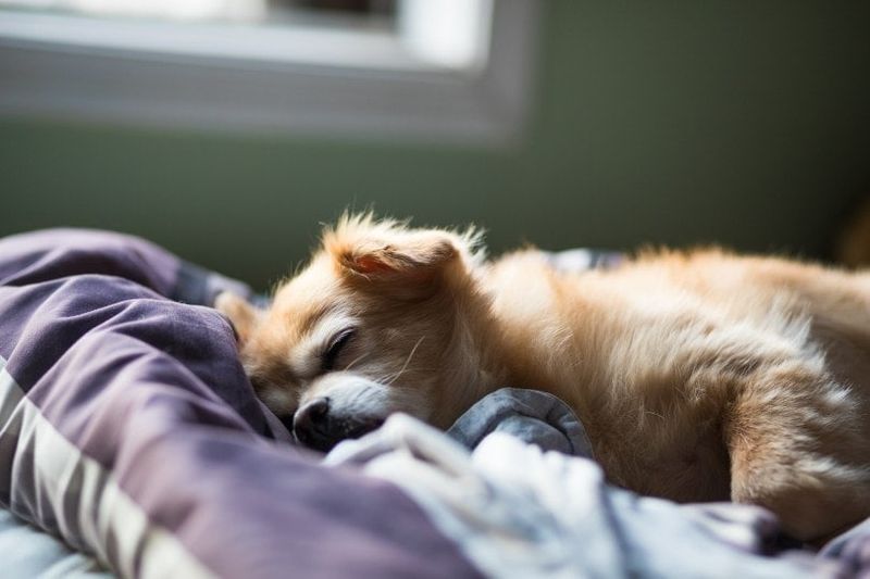 ein Hund, der auf einem Kissen schläft