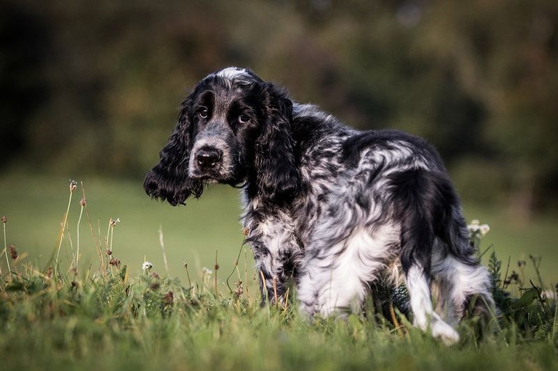 Svart engelsk cocker spaniel