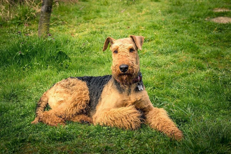 Airedale Terrier på gress