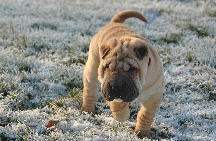 Shar Pei