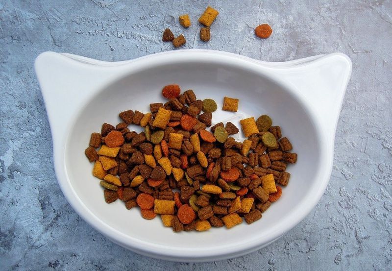 cibo per gatti