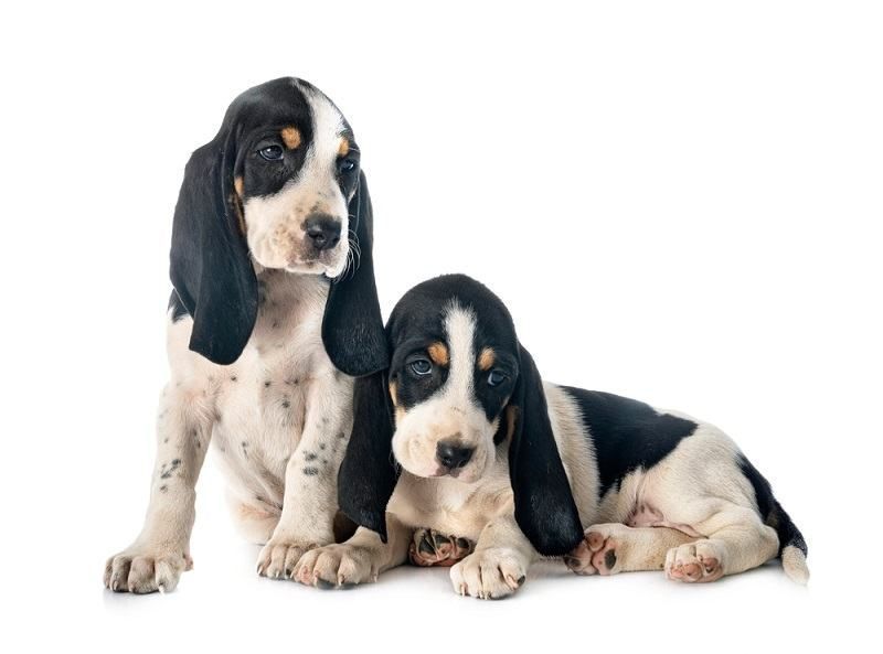 الجراء برنز كلب الصيد السويسري _cynoclub_shutterstock