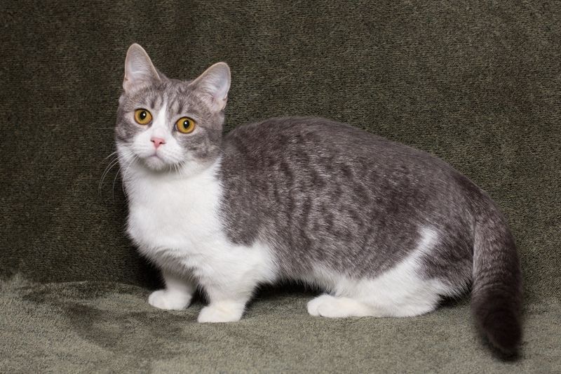 cabadaich munchkin d