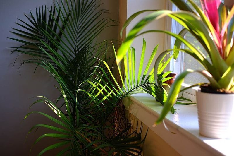 Majesteit Palm binnenshuis