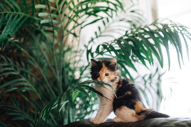 Kitten en Majesty Palm Plant