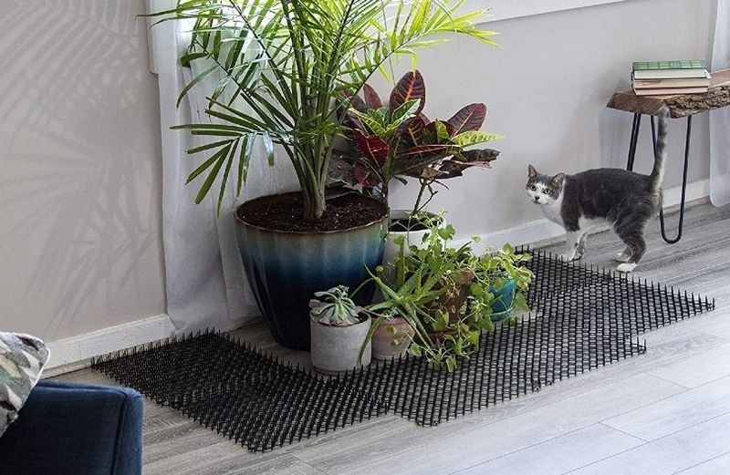 kat blijft uit de buurt van plant vanwege krabmat