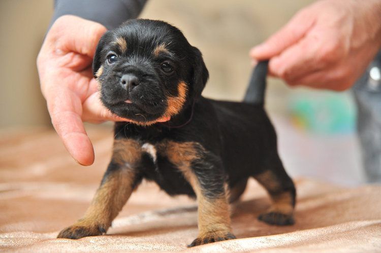 子犬ジャーマン・ハンティング