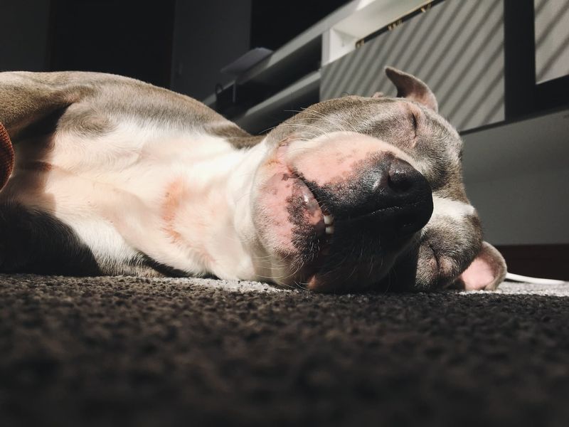 slapende pitbull