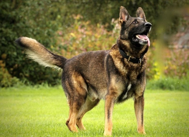 dark sable werkende duitse herdershond