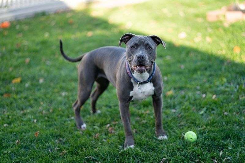 blauwe neus pitbull wachten om fetch te spelen