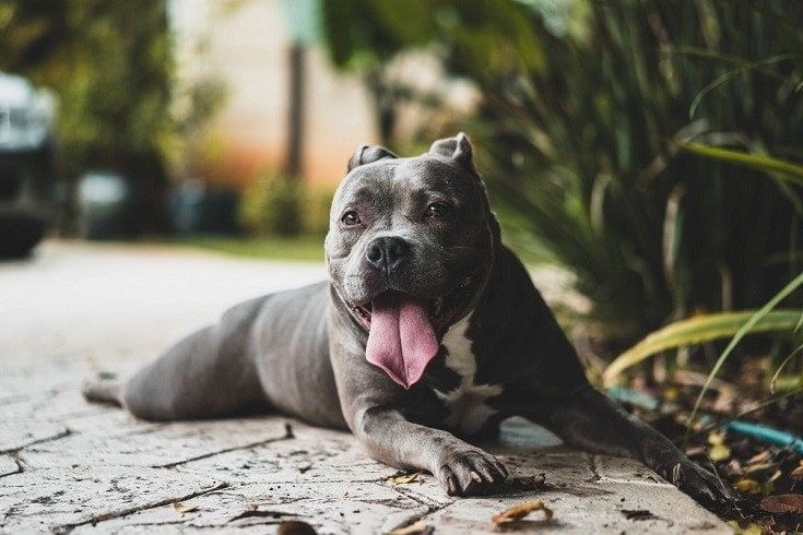 Zwarte tong uit pitbull