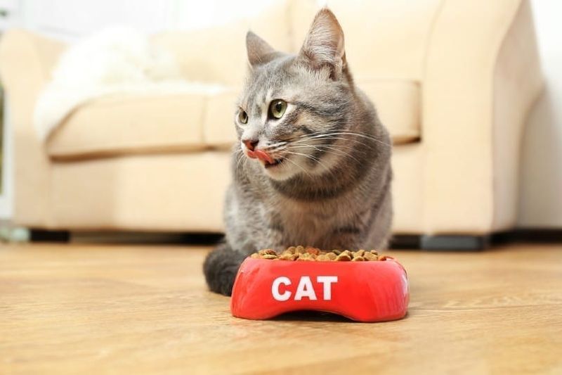 kat eet thuis eten