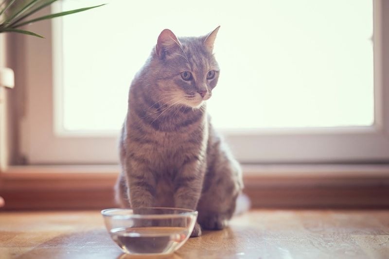 un gato atigrado sentado junto a un cuenco de agua