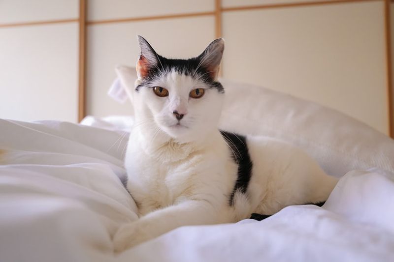 cat dubh is geal air an leabaidh