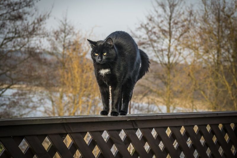 cat dubh a 'sìneadh