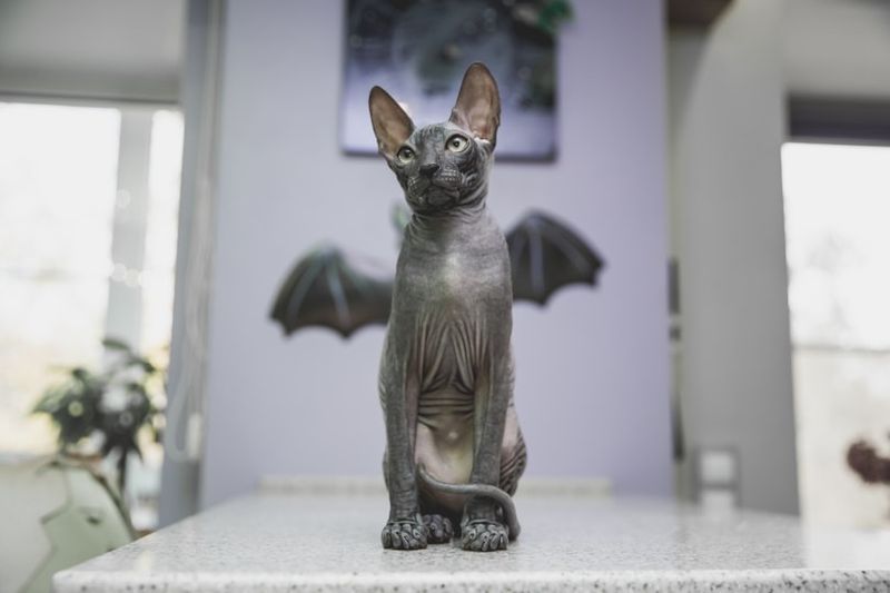 cat dubh sphynx