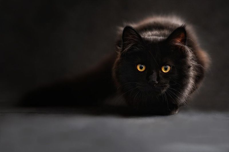 cat dubh a' coimhead