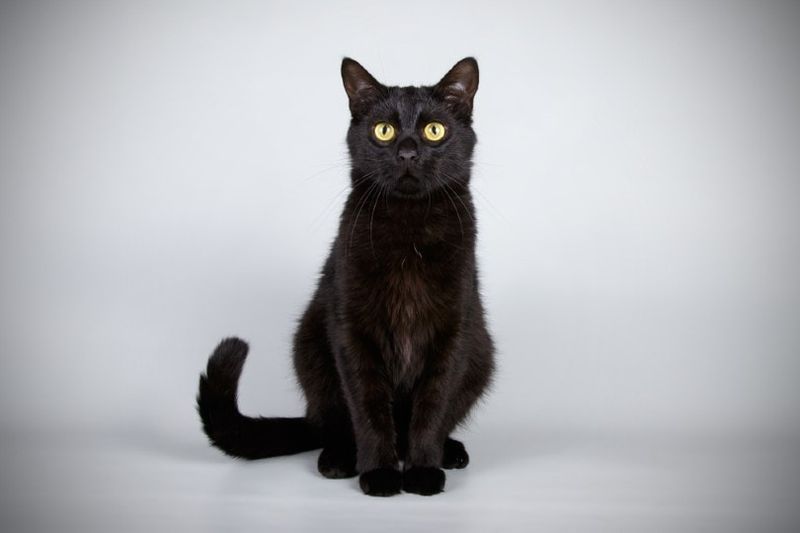 cat bombay na shuidhe air cùl liath