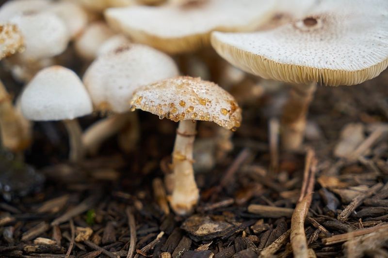 flere små sopp, Pixabay