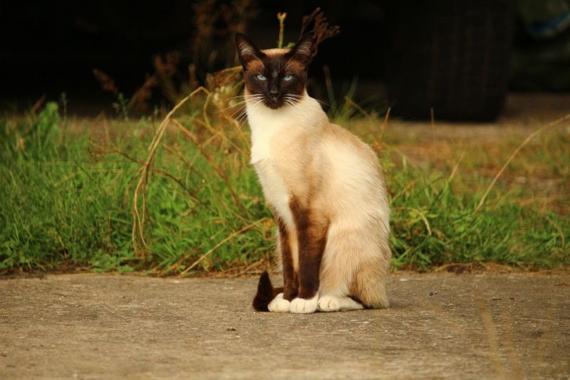 cat siamese ann an wild_Andreas Lischka_Pixabay