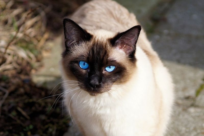 cat siamese_Pixabay