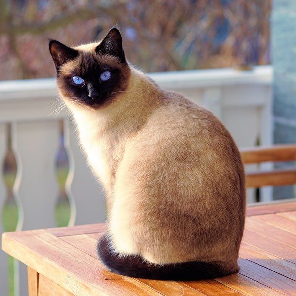 siamese cat lounging_Witsawat.S, Shutterstock