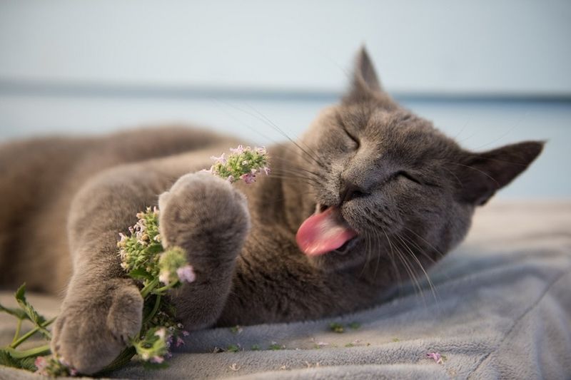 Grijze kat geniet van vers kattenkruid