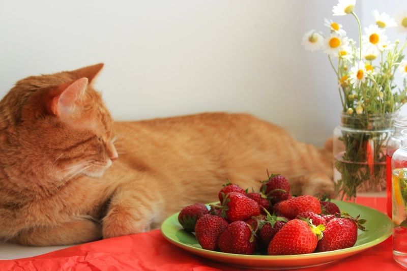 kat met bloem en aardbeien