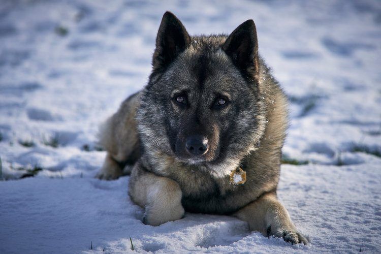 elkhound Norwegian san t-sneachda