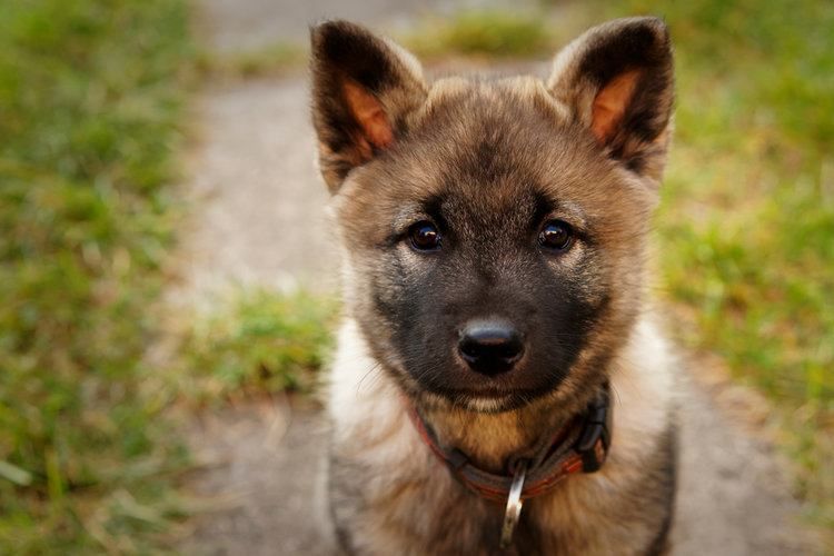 cuilean elkhound Norwegian
