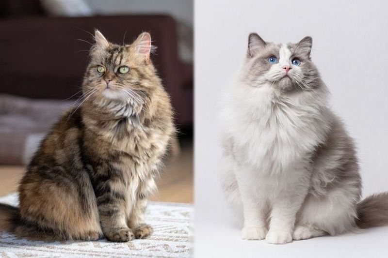 maine coon en ragdoll katten