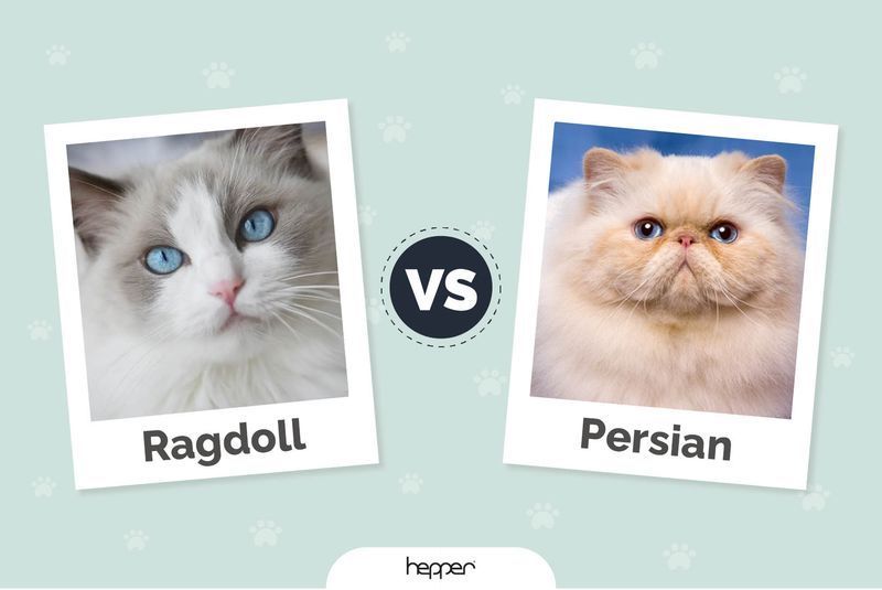 Ragdoll vs Persian Cats: The Differences (Med billeder)