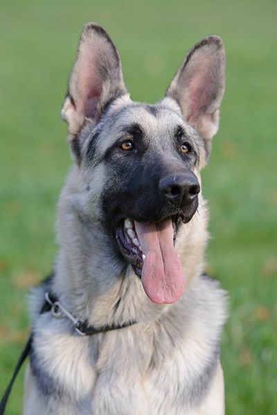 aproape ciobanesc german sable argintiu
