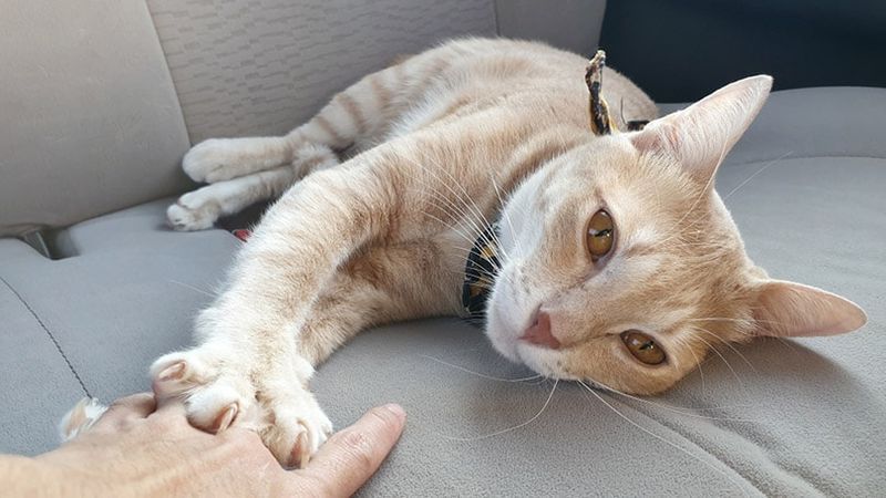 chat allongé sur le siège passager d'une voiture tout en pétrissant le propriétaire