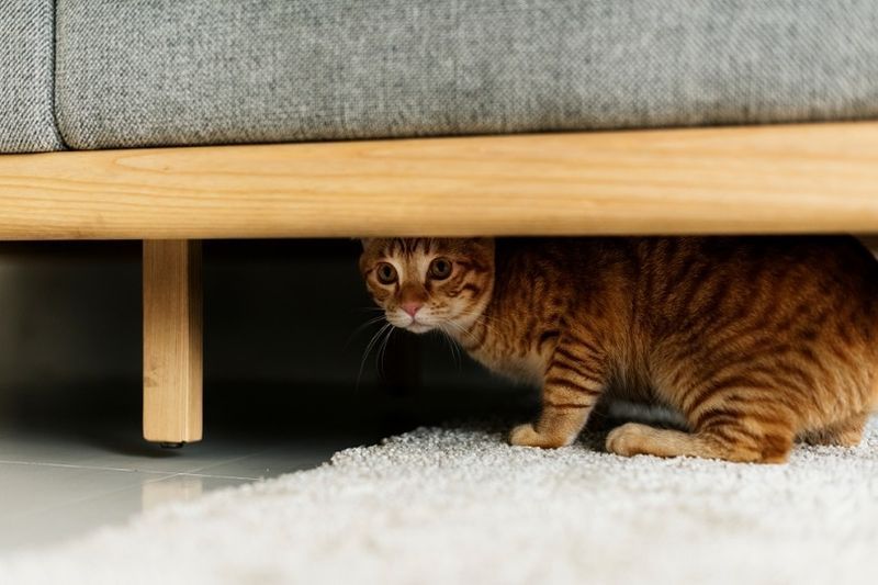 Un chat caché sous un canapé