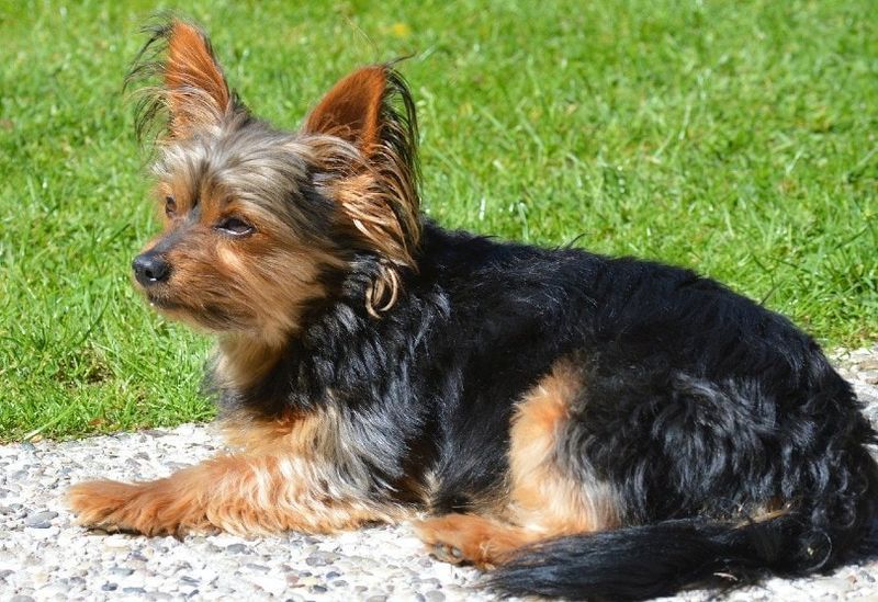 Cavalier King Charles Spaniel na travi