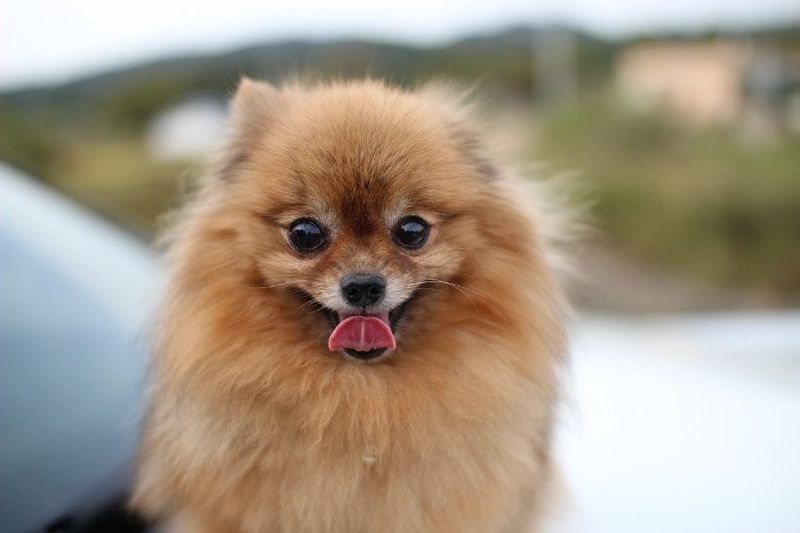Pas Bichon Frize leži na travi