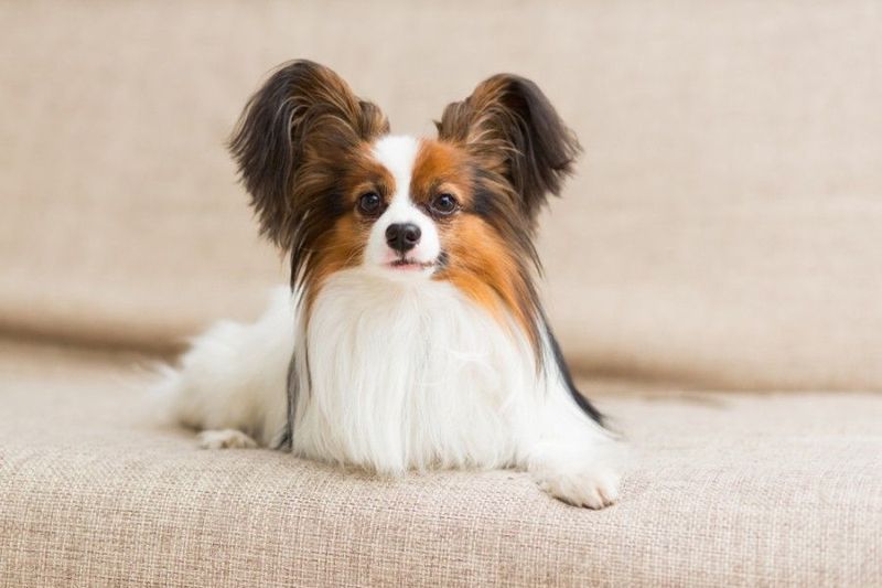chihuahua škilji