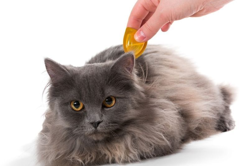 behandlung gegen katzenfloh