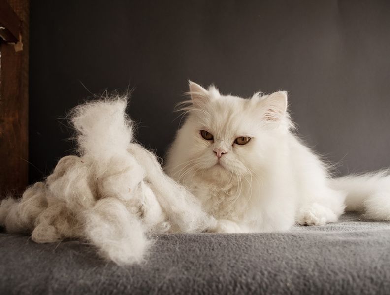 Perserkatze und ein Haufen vergossener Katzenhaare