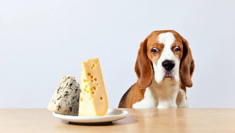 beagle et fromage_igor normann_shutterstock