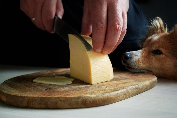 chien qui regarde du fromage
