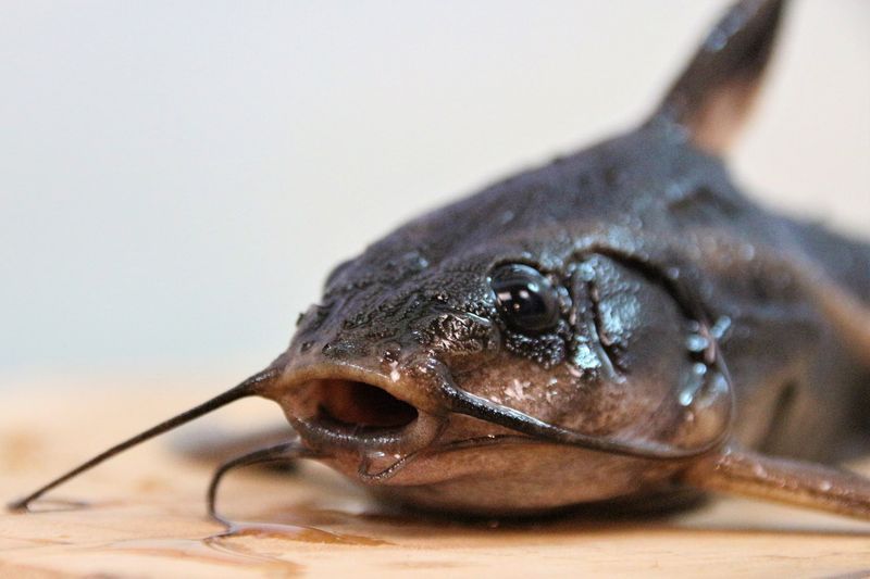 Catfish