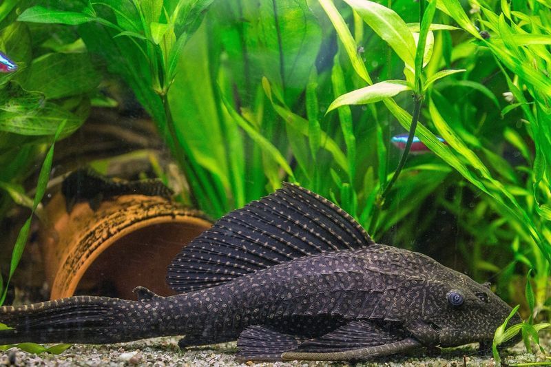 Catfish